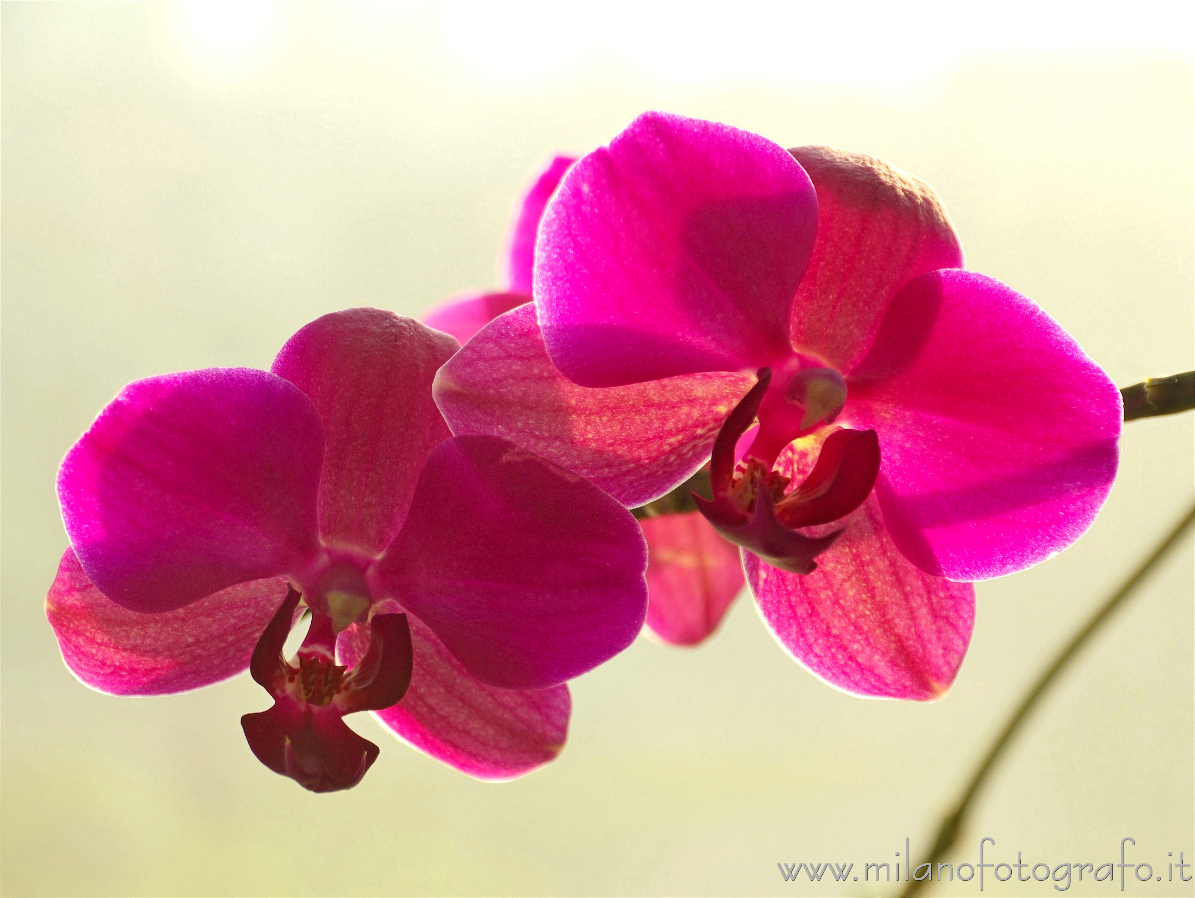 Milan (Italy) - Violet Phalaenopsis flowers